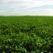 Campos de soja en Uruguay Outlook del Sector Agro en Uruguay