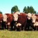 Polled Hereford